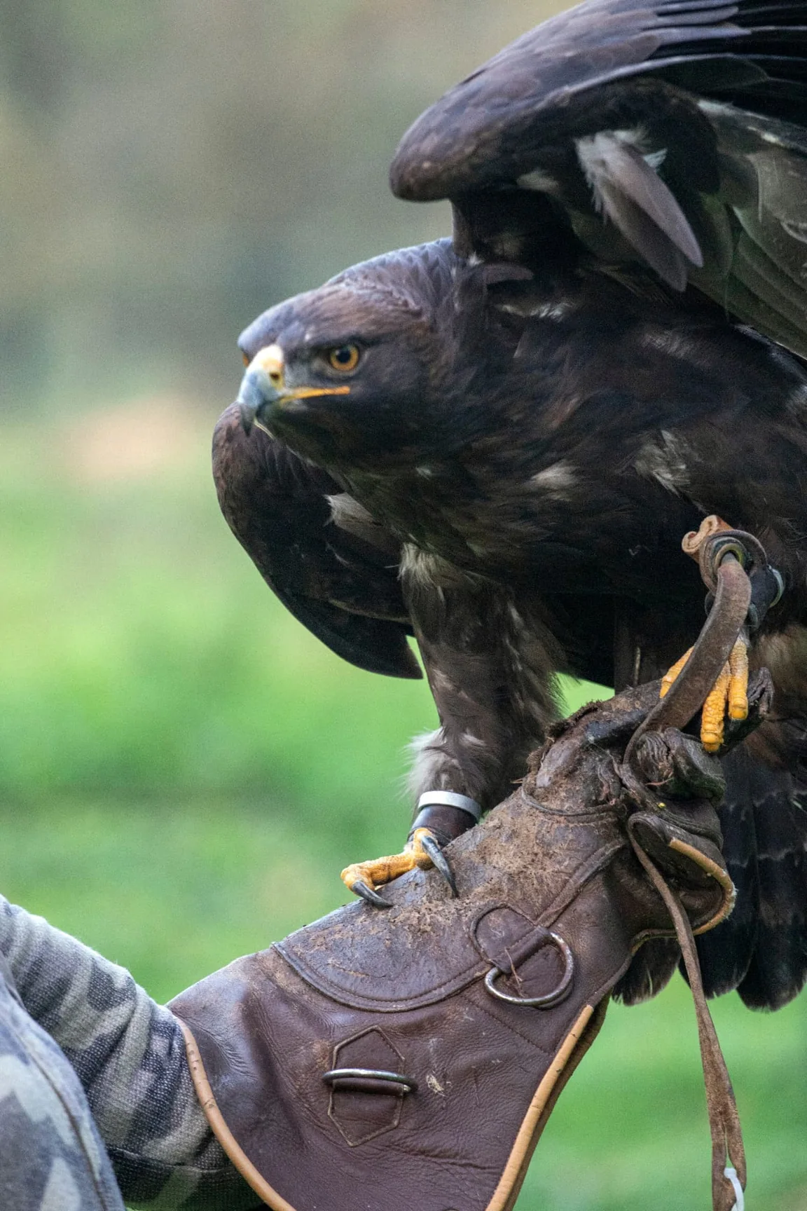 Rapace con le ali sollevate sul guanto