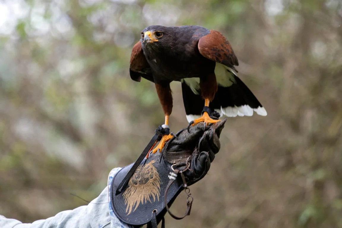 Rapace sul guanto durante l'esperienza di falconeria