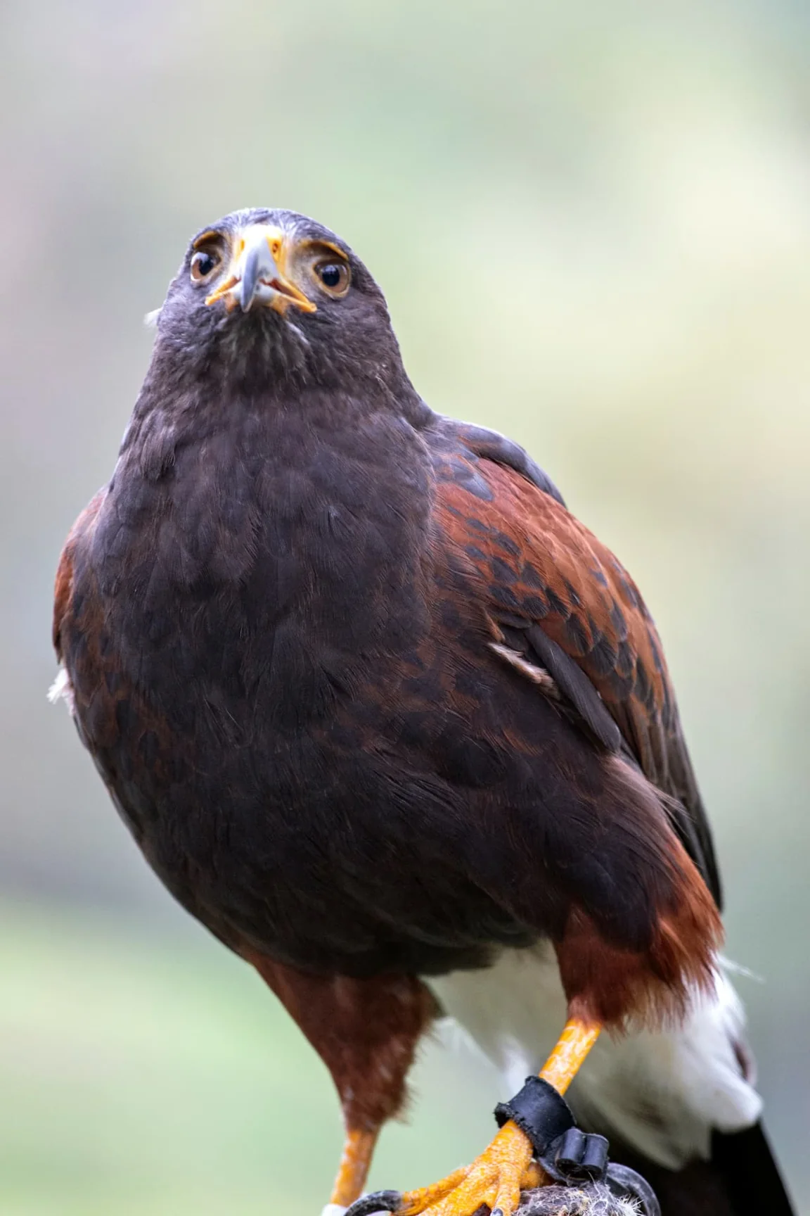Rapace diurno posato, con zampe e piumaggio in vista