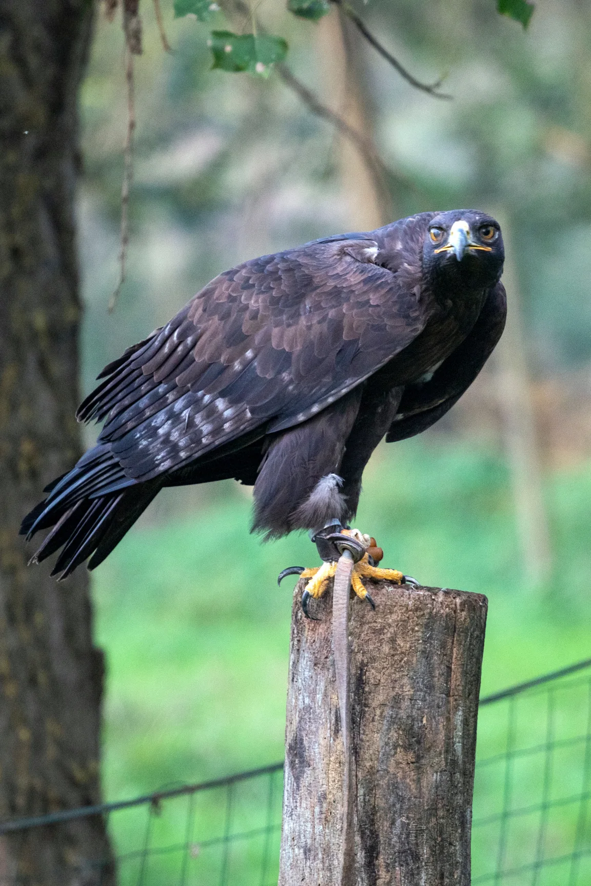 Rapace posato su un tronco nel verde